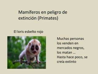 Mamíferos en peligro de
extinción (Primates)
El loris esbelto rojo
Muchas personas
los venden en
mercados negros,
los matan …
Hasta hace poco, se
creía extinto
 