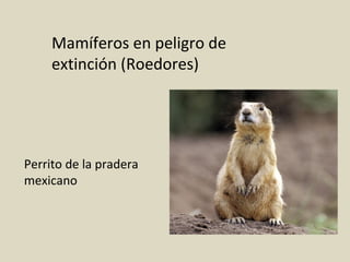 Mamíferos en peligro de
extinción (Roedores)
Perrito de la pradera
mexicano
 