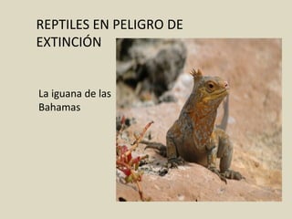 REPTILES EN PELIGRO DE
EXTINCIÓN
La iguana de las
Bahamas
 