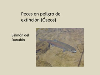 Peces en peligro de
extinción (Óseos)
Salmón del
Danubio
 