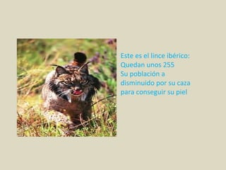 Este es el lince ibérico:
Quedan unos 255
Su población a
disminuido por su caza
para conseguir su piel
 