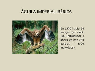 ÁGUILA IMPERIAL IBÉRICA
En 1970 había 50
parejas (es decir
100 individuos) y
ahora ya hay 250
parejas (500
individuos)
 