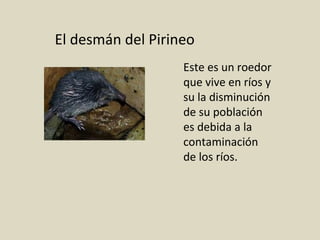 El desmán del Pirineo
Este es un roedor
que vive en ríos y
su la disminución
de su población
es debida a la
contaminación
de los ríos.
 