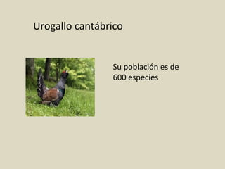 Urogallo cantábrico
Su población es de
600 especies
 