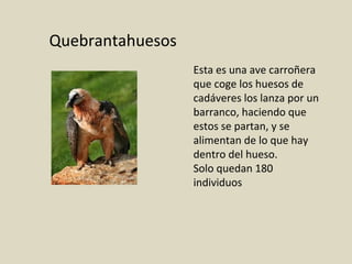 Quebrantahuesos
Esta es una ave carroñera
que coge los huesos de
cadáveres los lanza por un
barranco, haciendo que
estos se partan, y se
alimentan de lo que hay
dentro del hueso.
Solo quedan 180
individuos
 