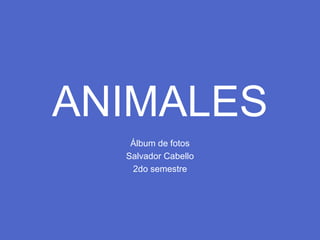 ANIMALES
Álbum de fotos
Salvador Cabello
2do semestre
 