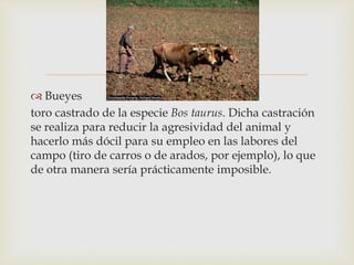 
 Bueyes
toro castrado de la especie Bos taurus. Dicha castración
se realiza para reducir la agresividad del animal y
hacerlo más dócil para su empleo en las labores del
campo (tiro de carros o de arados, por ejemplo), lo que
de otra manera sería prácticamente imposible.
 