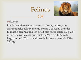 
 Leones
Los leones tienen cuerpos musculosos, largos, con
extremidades relativamente cortas y cabezas grandes.
El macho alcanza una longitud que oscila entre 1,7 y 2,5
m, sin incluir la cola que mide de 90 cm a 1,05 m de
largo; mide 1,23 m a la altura de la cruz y pesa de 150 a
250 kg.
Felinos
 