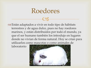 
 Están adaptados a vivir en todo tipo de hábitats
terrestres y de agua dulce, pues no hay roedores
marinos, y están distribuidos por todo el mundo, ya
que el ser humano también los introdujo en lugares
donde no vivían de forma natural. Hoy se crían para
utilizarlos como mascotas o como animales de
laboratorio
Roedores
 