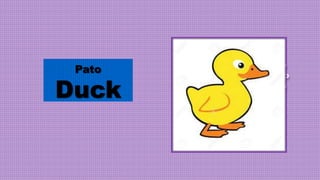 Pato
Duck
 
