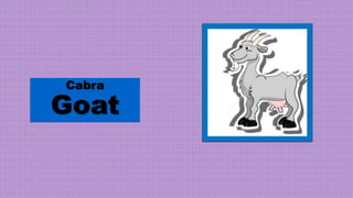 Cabra
Goat
 