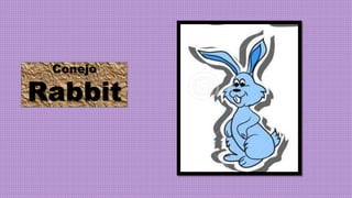 Conejo
Rabbit
 