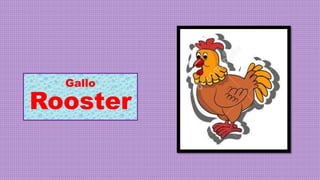 Gallo
Rooster
 