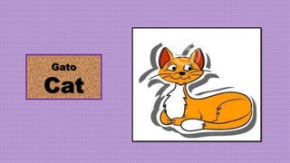 Gato
Cat
 