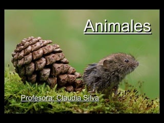 AnimalesAnimales
Profesora: Claudia SilvaProfesora: Claudia Silva
 