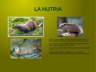 LA NUTRIALA NUTRIA
Tiene un cuerpo grande y esbelto, con una cola larga ancha en la
base y afilada en el extremo, y abundantes barbas en el hocico.
Es un carn voro que se alimenta de peces, cangrejos de r o,� �
ratas de agua, culebras, ranas, huevos�
El macho puede medir hasta 150 cm y la hembra, m s peque a,� �
110 cm.
La nutria habita en r os monta osos, no contaminados,� �
bordeados de bosques, vegetaci n espesa y paredes de piedra.�
 