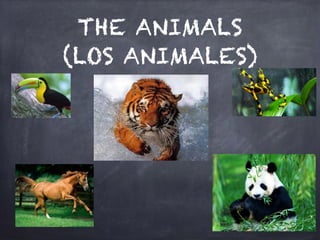 THE ANIMALS
(LOS ANIMALES)
 