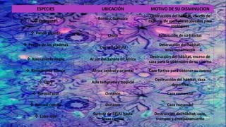 ESPECIES UBICACIÓN MOTIVO DE SU DISMINUCION
 Orangután
Borneo, Sumatra
Destrucción del hábitat, exceso de
captura de ejemplares jóvenes para
zoológicos
 Panda gigante
China Restricción de su hábitat
 Perrito de las praderas
Oeste de EEUU
Destrucción del hábitat,
envenenamiento
 Rinoceronte negro Al sur del Sahara en África
Destrucción del hábitat, exceso de
caza para la obtención de su cuerno
 Rinoceronte blanco África central y oriental Caza furtiva para obtener su cuerno
 Tigre Asia templada y tropical
Destrucción del hábitat, caza
deportiva
 Rorcual azul Océanos Caza comercial
 Rorcual común Océanos Caza comercial
 Lobo rojo
Sureste de EEUU hasta
Texas central
Destrucción del hábitat; caza,
trampas y envenenamiento
 