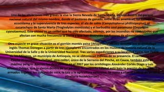 Una de las situaciones más graves la vive la Sierra Nevada de Santa Marta, incluso dentro del parque
nacional natural del mismo nombre, donde el pastoreo de ganado, entre otras amenazas, ha dañado el
ecosistema y la supervivencia de tres especies: el ala de sable (Campylopterus phainopeplus), el
cucarachero de Santa Marta (Troglodytes monticola) y el barbudito azul paramuno (Oxypogon
cyanolaemus). Este último es un colibrí que ha sido afectado, además, por los incendios no controlados que
afectan con mucha frecuencia la Sierra y que han destruido sus fuentes de alimentación.
Otra especie en grave situación es el gorrión montés paisa (Atlapetes blancae); descrita por el ornitólogo
inglés Thomas Donegan a partir de tres ejemplares encontrados en los museos de historia natural de la
Universidad de la Salle y de la Universidad Nacional. Tras varias expediciones a su localidad típica, San Pedro
de los Milagros, un municipio de Antioquia, no se obtuvieron indicios de su presencia. El zamarrito del
Pinche (Eriocnemis isabellae), otro colibrí, único de la Serranía del Pinche, en Cauca, también está en
máximo peligro. Apenas fue descubierto en el 2007 por los ornitólogos Alexánder Cortés Diago y Luis
Alfonso Ortega, que lo vieron dentro de un páramo. Su pequeño hábitat está bajo la presión de los grupos
armados ilegales, los cultivos de coca, la tala y la agricultura extensiva. Se suma a ellas el tororoi de Urrao
(Grallaria fenwickorum)
 