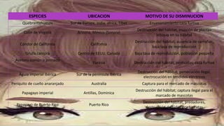 ESPECIES UBICACION MOTIVO DE SU DISMINUCION
Quebrantahuesos Sur de Europa, india, áfrica, Tíbet Envenenamiento caza furtiva
Colin de Virginia Arizona, México (Sonora)
Destrucción del hábitat, invasión de plantas
leñosas en su hábitat
Cóndor de California California
Destrucción del hábitat, ausencia de carroñas,
baja tasa de reproducción
Grulla cantora Centro de EEUU, Canadá Baja tasa de reproducción, población pequeña
Avetoro común o pinnado
Eurasia Destrucción del hábitat, pesticidas, caza furtiva
Águia imperial ibérica Sur de la península Ibérica
Destrucción del hábitat, persecución ilegal,
electrocución en tendidos eléctricos
Periquito de cuello anaranjado Australia Captura para el mercado de mascotas
Papagayo imperial Antillas, Dominica
Destrucción del hábitat; captura ilegal para el
marcado de mascotas
Papagayo de Puerto Rico Puerto Rico
Destrucción del hábitat, predadores,
destrucción de nidos por las ratas
 