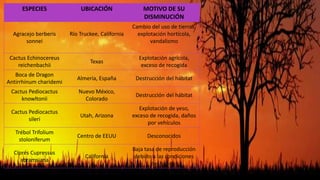 ESPECIES UBICACIÓN MOTIVO DE SU
DISMINUCIÓN
Agracejo berberis
sonnei
Río Truckee, California
Cambio del uso de tierras,
explotación hortícola,
vandalismo
Cactus Echinocereus
reichenbachii
Texas
Explotación agrícola,
exceso de recogida
Boca de Dragon
Antirrhinum charidemi
Almería, España Destrucción del hábitat
Cactus Pediocactus
knowltonii
Nuevo México,
Colorado
Destrucción del hábitat
Cactus Pediocactus
sileri
Utah, Arizona
Explotación de yeso,
exceso de recogida, daños
por vehículos
Trébol Trifolium
stoloniferum
Centro de EEUU Desconocidos
Ciprés Cupressus
abramsiana
California
Baja tasa de reproducción
debido a las condiciones
del hábitat
 