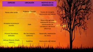 ESPECIES UBICACIÓN MOTIVO DE SU
DISMINUCIÓN
Planta odre verde
Alabama, Georgia Exceso de recogida,
destrucción del hábitat
Amapola Arctomecon
humilis
Utah
Desarrollo agrícola,
explotación de yeso,
construcción de
carreteras y de líneas
eléctricas
Prímula Oenothera
deltoides
Río San Joaquín,
California
Desarrollo, explotación
de arena
Aleluya flotante (Oxalis
natans)
Sudáfrica Destrucción del hábitat
 