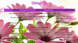 ESPECIES UBICACIÓN MOTIVO DE SU DISMINUCIÓN
Yacaré de hocico ancho Brasil, Argentina, Paraguay, Uruguay Caza para la obtención de su piel
Cocodrilo amarillo
Florida, México, Centro y Sudamérica,
islas del Caribe
Caza para la obtención de
su piel, destrucción del hábitat
Dragón de Cómodo Indonesia
Competencia por las fuentes de
alimentos
Tortuga laúd
Mares y océanos templados y
tropicales
Caza, recogida de huevos para
alimentación
Tortuga bastarda
Áreas tropicales y templadas del
Atlántico
Exceso de caza para obtener
su piel, recogida de huevos
Salamandra ciega de Texas Texas
Destrucción del hábitat
(avenamiento)
 