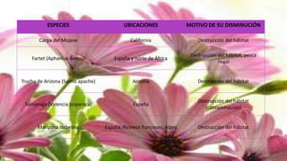 ESPECIES UBICACIONES MOTIVO DE SU DISMINUCIÓN
Carpa del Mojave California Destrucción del hábitat
Fartet (Aphanius iberus) España y norte de África
Destrucción del hábitat, pesca
ilegal
Trucha de Arizona (Salmo apache) Arizona Destrucción del hábitat
Samarugo (Valencia hispanica) España
Destrucción del hábitat
(contaminación)
Mariposa isabelina España, Pirineos franceses, Alpes Destrucción del hábitat
 
