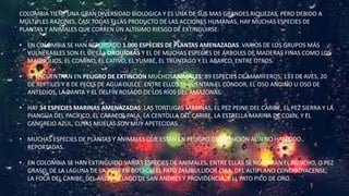 COLOMBIA TIENE UNA GRAN DIVERSIDAD BIOLOGICA Y ES UNA DE SUS MAS GRANDES RIQUEZAS, PERO DEBIDO A
MÚLTIPLES RAZONES, CASI TODAS ELLAS PRODUCTO DE LAS ACCIONES HUMANAS, HAY MUCHAS ESPECIES DE
PLANTAS Y ANIMALES QUE CORREN UN ALTÍSIMO RIESGO DE EXTINGUIRSE:
• EN COLOMBIA SE HAN REPORTADO 1.000 ESPECIES DE PLANTAS AMENAZADAS. VARIOS DE LOS GRUPOS MÁS
VULNERABLES SON EL DE LAS ORQUÍDEAS Y EL DE MUCHAS ESPECIES DE ÁRBOLES DE MADERAS FINAS COMO LOS
MAGNOLIOS, EL COMINO, EL CATIVO, EL YUMBÉ, EL TRÚNTAGO Y EL ABARCO, ENTRE OTROS.
• SE ENCUENTRAN EN PELIGRO DE EXTINCIÓN MUCHOSANIMALES: 89 ESPECIES DE MAMÍFEROS, 133 DE AVES, 20
DE REPTILES Y 8 DE PECES DE AGUA DULCE. ENTRE ELLOS SE CUENTAN EL CÓNDOR, EL OSO ANDINO U OSO DE
ANTEOJOS, LA DANTA Y EL DELFÍN ROSADO DE LOS RÍOS DEL AMAZONAS.
• HAY 34 ESPECIES MARINAS AMENAZADAS: LAS TORTUGAS MARINAS, EL PEZ PEINE DEL CARIBE, EL PEZ SIERRA Y LA
PIANGÜA DEL PACÍFICO, EL CARACOL PALA, LA CENTOLLA DEL CARIBE, LA ESTRELLA MARINA DE COJÍN, Y EL
CANGREJO AZUL, CUYAS MUELAS SON MUY APETECIDAS.
• MUCHAS ESPECIES DE PLANTAS Y ANIMALES QUE ESTÁN EN PELIGRO DE EXTINCIÓN AÚN NO HAN SIDO
REPORTADAS.
• EN COLOMBIA SE HAN EXTINGUIDO VARIAS ESPECIES DE ANIMALES, ENTRE ELLAS SE NOMBRAN EL RUNCHO, O PEZ
GRASO, DE LA LAGUNA DE LA TOTA EN BOYACÁ; EL PATO ZAMBULLIDOR CIRA, DEL ALTIPLANO CUNDIBOYACENSE;
LA FOCA DEL CARIBE, DEL ARCHIPIÉLAGO DE SAN ANDRÉS Y PROVIDENCIA, Y EL PATO PICO DE ORO.
 