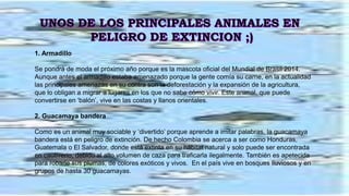 1. Armadillo
Se pondrá de moda el próximo año porque es la mascota oficial del Mundial de Brasil 2014.
Aunque antes el armadillo estaba amenazado porque la gente comía su carne, en la actualidad
las principales amenazas en su contra son la deforestación y la expansión de la agricultura,
que lo obligan a migrar a lugares en los que no sabe cómo vivir. Este animal, que puede
convertirse en ‘balón’, vive en las costas y llanos orientales.
2. Guacamaya bandera
Como es un animal muy sociable y ‘divertido’ porque aprende a imitar palabras, la guacamaya
bandera está en peligro de extinción. De hecho Colombia se acerca a ser como Honduras,
Guatemala o El Salvador, donde está extinta en su hábitat natural y solo puede ser encontrada
en cautiverio, debido al alto volumen de caza para traficarla ilegalmente. También es apetecida
para robarle sus plumas, de colores exóticos y vivos. En el país vive en bosques lluviosos y en
grupos de hasta 30 guacamayas.
 