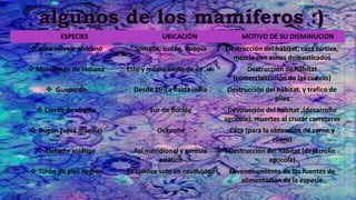 ESPECIES UBICACIÓN MOTIVO DE SU DISMINUCION
 asno salvaje africano Somalia, sudan, etiopia Destrucción del hábitat, caza furtiva,
mezcla con asnos domesticados
 Murciélago de indiana Este y medio oeste de ee .uu Destrucción de hábitat
(comercialización de las cuevas)
 Guepardo Desde áfrica hasta india Destrucción del hábitat, y trafico de
piles
 Ciervo de virgilia Sur de florida Destrucción del hábitat ,(desarrollo
agrícola), muertes al cruzar carreteras
 Dugón (vaca marina) Océanos Caza (para la obtención de carne y
cuero)
 Elefante asiático Así meridional y sureste
asiático
Destrucción del hábitat (desarrollo
agrícola)
 Turón de pies negros Se conoce solo en cautividad Envenenamiento de las fuentes de
alimentación de la especie
 