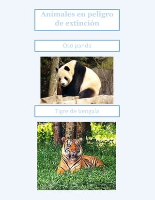 Animales en peligro
de extinción
Oso panda
Tigre de bengala
 
