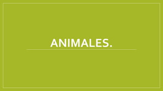 ANIMALES.
 