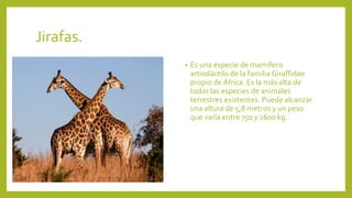 Jirafas.
• Es una especie de mamífero
artiodáctilo de la familia Giraffidae
propio de África. Es la más alta de
todas las especies de animales
terrestres existentes. Puede alcanzar
una altura de 5,8 metros y un peso
que varía entre 750 y 1600 kg.
 
