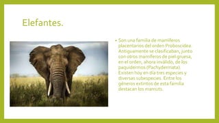 Elefantes.
• Son una familia de mamíferos
placentarios del orden Proboscidea.
Antiguamente se clasificaban, junto
con otros mamíferos de piel gruesa,
en el orden, ahora inválido, de los
paquidermos (Pachydermata).
Existen hoy en día tres especies y
diversas subespecies. Entre los
géneros extintos de esta familia
destacan los mamuts.
 