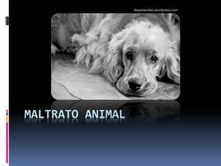 MALTRATO ANIMAL
dayanarodas.wordpress.com
 
