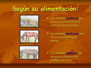 Según su alimentación:Según su alimentación:
 Los animalesLos animales carnívoroscarnívoros sonson
los que se alimentan de lalos que se alimentan de la
carne de otros animales.carne de otros animales.
 Los animalesLos animales herbívorosherbívoros sonson
los que se alimentan delos que se alimentan de
plantas.plantas.
 Los animalesLos animales omnívorosomnívoros sonson
los que se alimentan delos que se alimentan de
plantas y de carne.plantas y de carne.
 