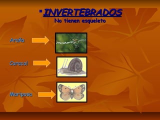 INVERTEBRADOSINVERTEBRADOS
No tienen esqueletoNo tienen esqueleto
ArañaAraña
CaracolCaracol
MariposaMariposa
 