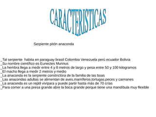 _Tal serpiente habita en paraguay brasil Colombia Venezuela perú ecuador Bolivia
_Su nombre científico es Eunectes Murinus
_La hembra llega a medir entre 4 y 8 metros de largo y pesa entre 50 y 100 kilogramos
_El macho llega a medir 2 metros y medio
_La anaconda es la serpiente constrictora de la familia de las boas
_Las anacondas adultas se alimentan de aves,mamíferos,tortugas,peces y caimanes
_La anaconda es un reptil vivípara y puede partir hasta más de 70 crías
_Para comer a una presa grande abre la boca grande porque tiene una mandíbula muy flexible
Serpiente pitón anaconda
 