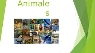 Animale
s
 