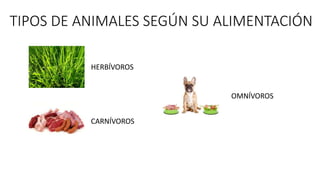 TIPOS DE ANIMALES SEGÚN SU ALIMENTACIÓN
HERBÍVOROS
CARNÍVOROS
OMNÍVOROS
 