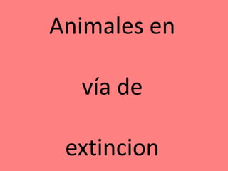 Animales en
vía de
extincion
 