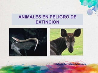 ANIMALES EN PELIGRO DE
EXTINCIÓN
María Bernabeu Mantrana
 