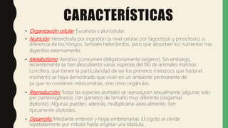 CARACTERÍSTICAS
• Organización celular: Eucariota y pluricelular.
• Nutrición: Heterótrofa por ingestión (a nivel celular, por fagocitosis y pinocitosis), a
diferencia de los hongos, también heterótrofos, pero que absorben los nutrientes tras
digerirlos externamente.
• Metabolismo: Aerobio (consumen obligatoriamente oxígeno). Sin embargo,
recientemente se han descubierto varias especies del filo de animales marinos
Loricifera, que tienen la particularidad de ser los primeros metazoos que hasta el
momento se haya demostrado que vivan en un ambiente permanente de
ya que no contienen mitocondrias, sino otros orgánulos.
• Reproducción: Todas las especies animales se reproducen sexualmente (algunas solo
por partenogénesis), con gametos de tamaño muy diferente (oogamia)
diplonte). Algunas pueden, además, multiplicarse asexualmente. Son
típicamente diploides.
• Desarrollo: Mediante embrión y hojas embrionarias. El cigoto se divide
repetidamente por mitosis hasta originar una blástula.
 
