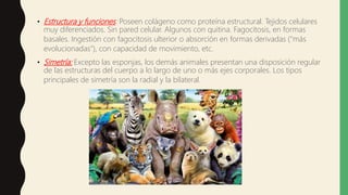 • Estructura y funciones: Poseen colágeno como proteína estructural. Tejidos celulares
muy diferenciados. Sin pared celular. Algunos con quitina. Fagocitosis, en formas
basales. Ingestión con fagocitosis ulterior o absorción en formas derivadas ("más
evolucionadas"), con capacidad de movimiento, etc.
• Simetría: Excepto las esponjas, los demás animales presentan una disposición regular
de las estructuras del cuerpo a lo largo de uno o más ejes corporales. Los tipos
principales de simetría son la radial y la bilateral.
 