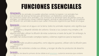 FUNCIONES ESENCIALES
Alimentación
La mayoría de los animales no pueden absorber comida; la ingieren. Los animales han
evolucionado de diversas formas para alimentarse. Los herbívoros comen plantas,
los carnívoros comen otros animales; y los omnívoros se alimentan tanto de plantas como de
animales. Los detritívoros comen material vegetal y animal en descomposición. Los comedores
por filtración son animales acuáticos que cuelan minúsculos organismos que flotan en el agua
Respiración
No importa si viven en el agua o en la tierra, todos los animales respiran; esto significa que
pueden
tomar oxígeno y despedir dióxido de carbono. Gracias a sus cuerpos muy simples y de
paredes,
algunos animales utilizan la difusión de estas sustancias a través de la piel. Sin embargo, la
mayoría de los
animales han evolucionado complejos tejidos y sistemas orgánicos para la respiración.
Circulación
Muchos animales acuáticos pequeños, como algunos gusanos, utilizan solo la difusión para
transportar
oxígeno y
moléculas de nutrientes a todas sus células, y recoger de ellas los productos de desecho.
Excreción
Un producto de desecho primario de las células es el amoniaco, sustancia venenosa que contiene
La
 