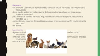 Respuesta
Los animales usan células especializadas, llamadas células nerviosas, para responder a
los sucesos
de su medio ambiente. En la mayoría de los animales, las células nerviosas están
conectadas entre sí
para formar un sistema nervioso. Algunas células llamadas receptores, responden a
sonidos, luz y
otros estímulos externos. Otras células nerviosas procesan información y determinan la
respuesta
del animal.
Movimiento
Algunos animales adultos permanecen fijos en un sitio. Aunque muchos tienen
movilidad. Sin
embargo tanto los fijos como los más veloces normalmente poseen músculos o tejidos
musculares
que se acortan para generar fuerza.
 