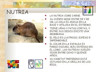 LA NUTRIA COME CARNE.  SU CUERPO MIDE ENTRE 59 Y 85 CM, LA COLA ES ANCHA EN LA BASE Y AFILADA EN EL EXTREMO. TIENE UÑAS Y PATAS CORTAS, Y ENTRE SUS DEDOS EXISTE UNA MEMBRANA .  EL PELO ES LUSTROSO, ESPESO E IMPERMEABLE. EL COLOR EN LA ESPALDA ES PARDO OSCURO, MÁS INTENSO EN EL LOMO . LAS NUTRIAS SUELEN VIVIR ENTRE OCHO Y QUINCE AÑOS.  SU HABITAT PREFERIDO ESTÁ SITUADO EN LA ORILLAS DE LOS RÍOS. NUTRIA 