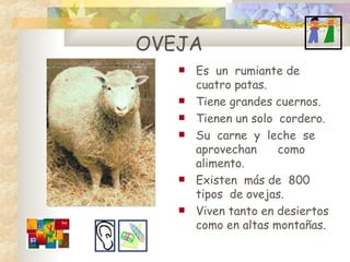 Es  un  rumiante de cuatro patas. Tiene grandes cuernos. Tienen un solo  cordero. Su  carne  y  leche  se aprovechan  como  alimento. Existen  más de  800 tipos  de ovejas. Viven tanto en desiertos como en altas montañas. OVEJA 
