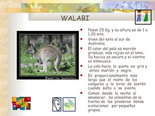 Pesan 25 Kg. y su altura es de 1 a   1,20 mts . Viven d el este al sur de Australia . E l color del pelo es marr ó n gris á ceo ,  m á s roji z o en el  lomo. Su  hocico es oscuro y el vientre es blanc uz co . La cola hacia  la  punta  es  gris y  antes  marr ó n  y  negra . E s  proporcionalmente  m á s  larga  que  el  resto  de  los  canguros  y  le  sirve  de  sost é n  cuando  salta  o  se  sienta . Comen  desde  la  noche  al amanecer.  Se alimentan de l a  hierba de  las  praderas  donde evolucionan  por pequeños grupos. WALABI 